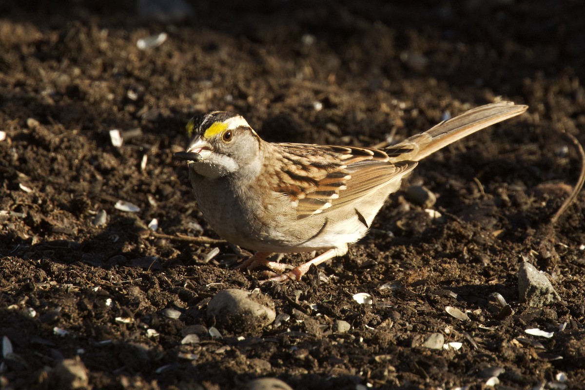 White-throated Sparrow - ML629006521