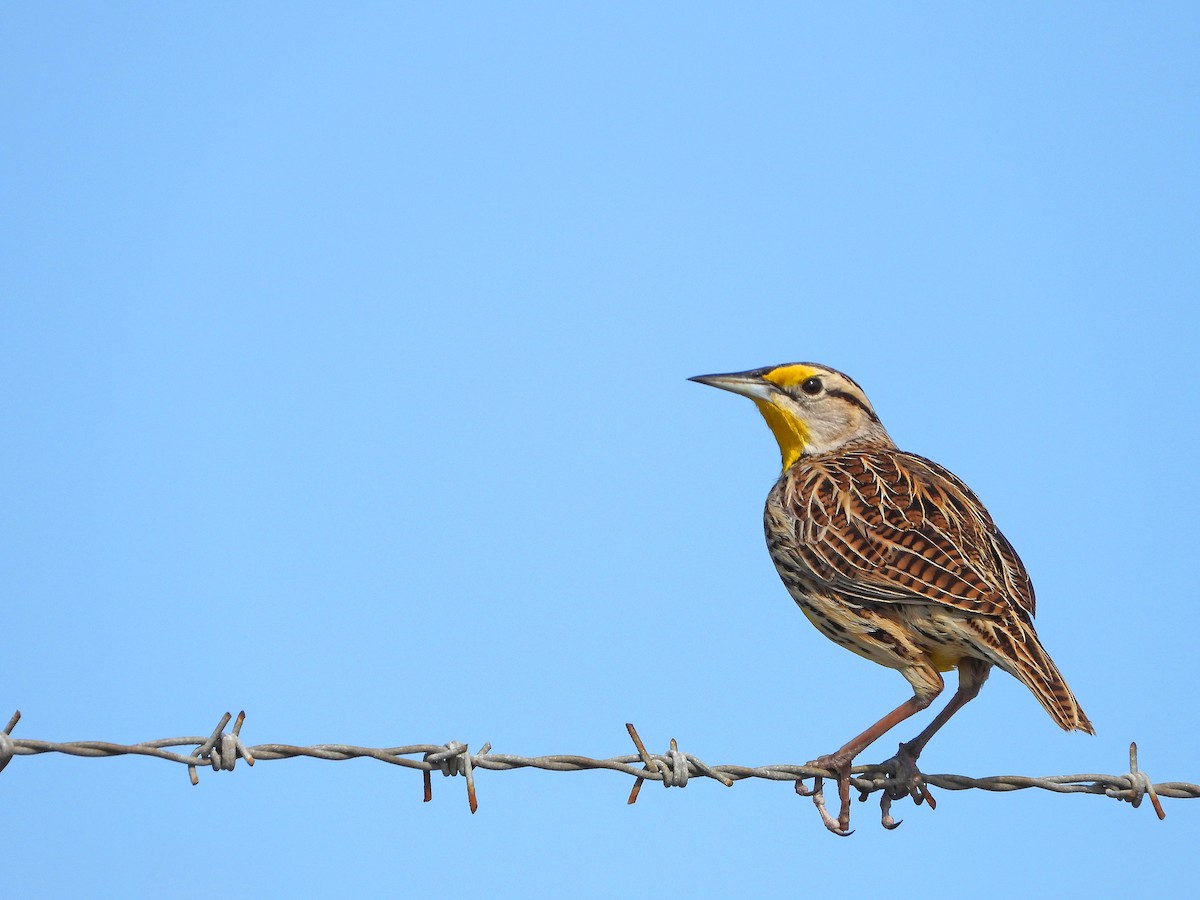 Eastern Meadowlark (Eastern) - ML629006541