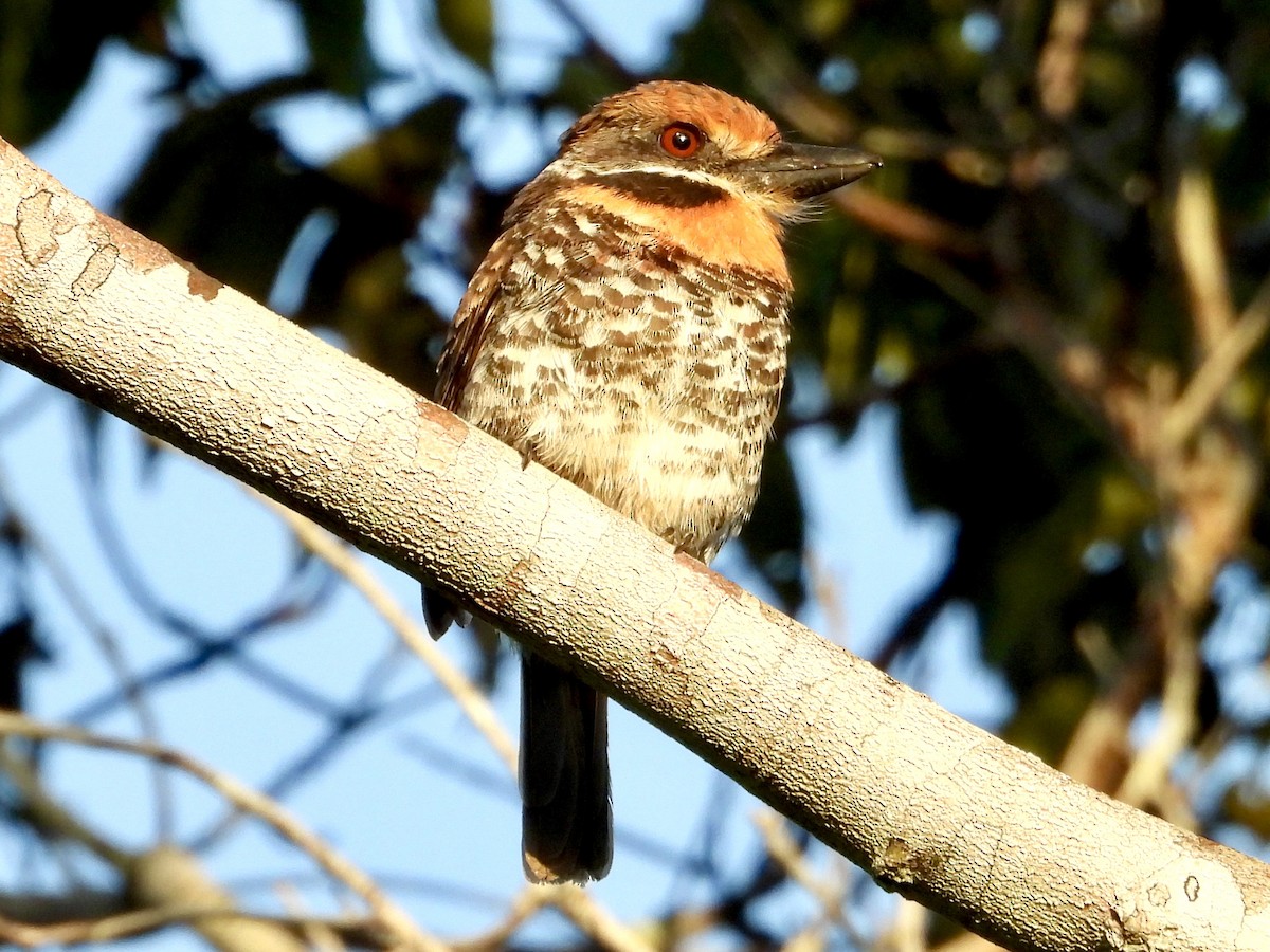 Spotted Puffbird - ML629006606