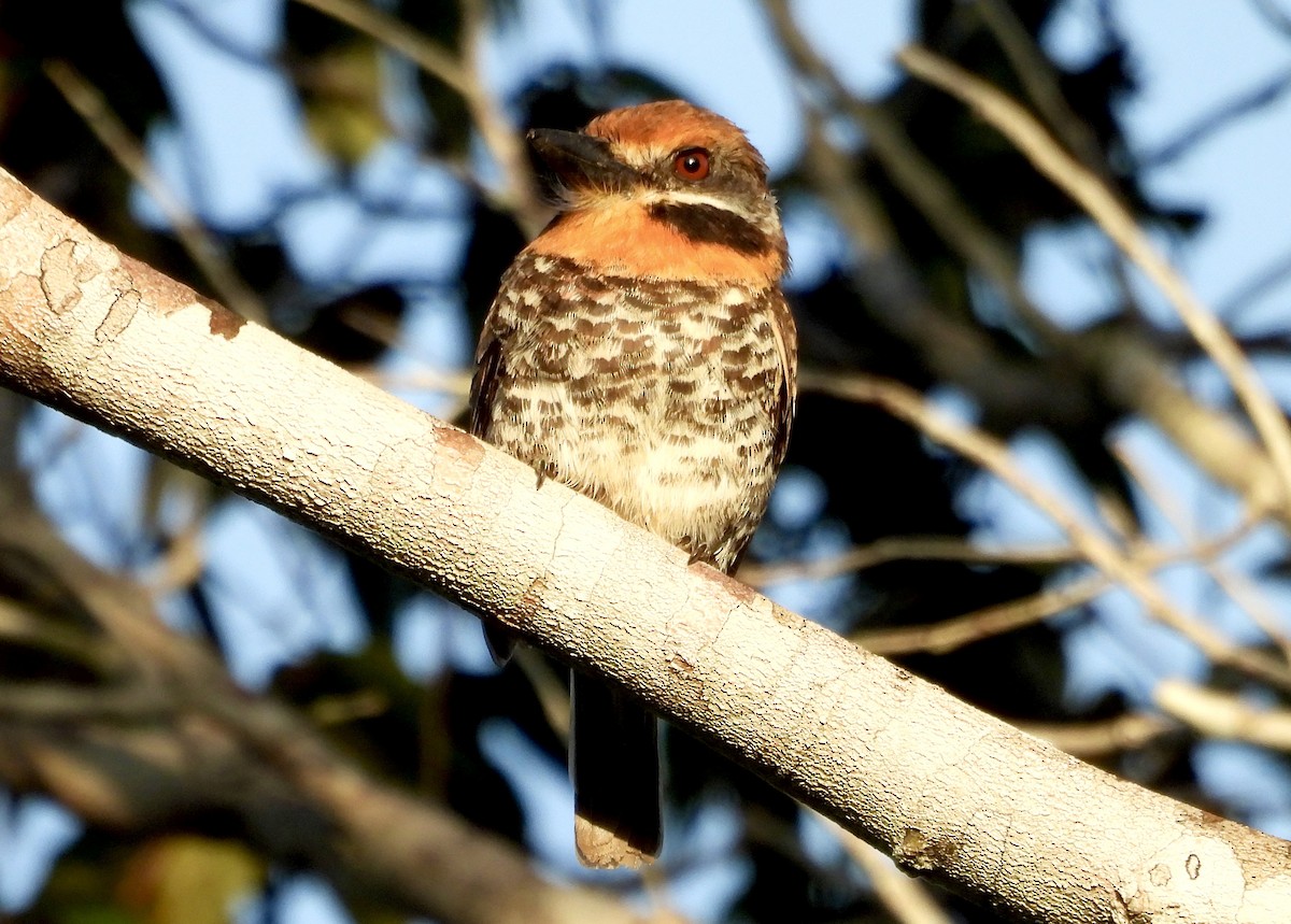 Spotted Puffbird - ML629006607