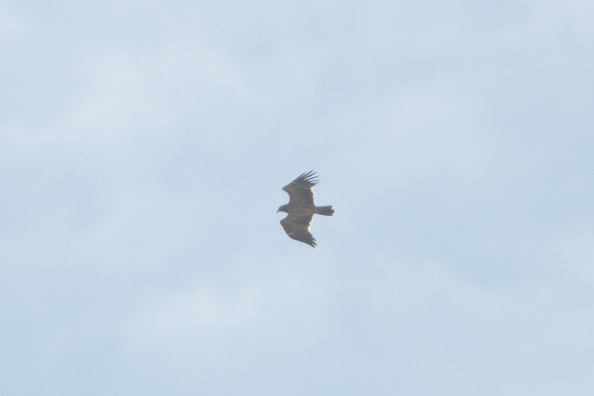 Tawny Eagle - ML629006683