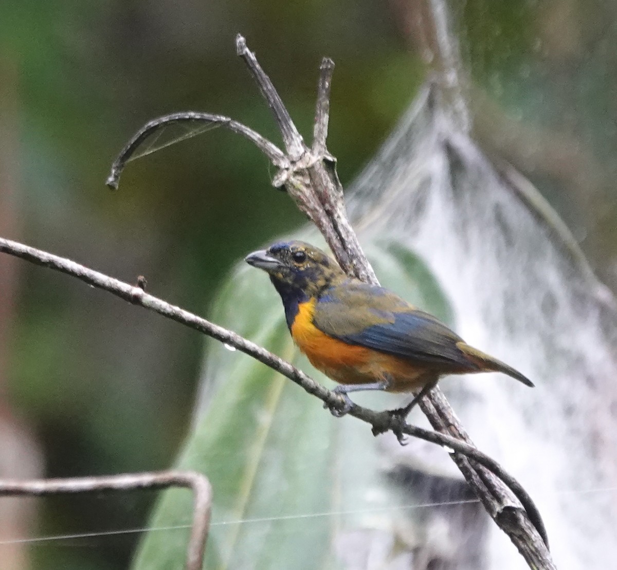 Rufous-bellied Euphonia - ML629006806