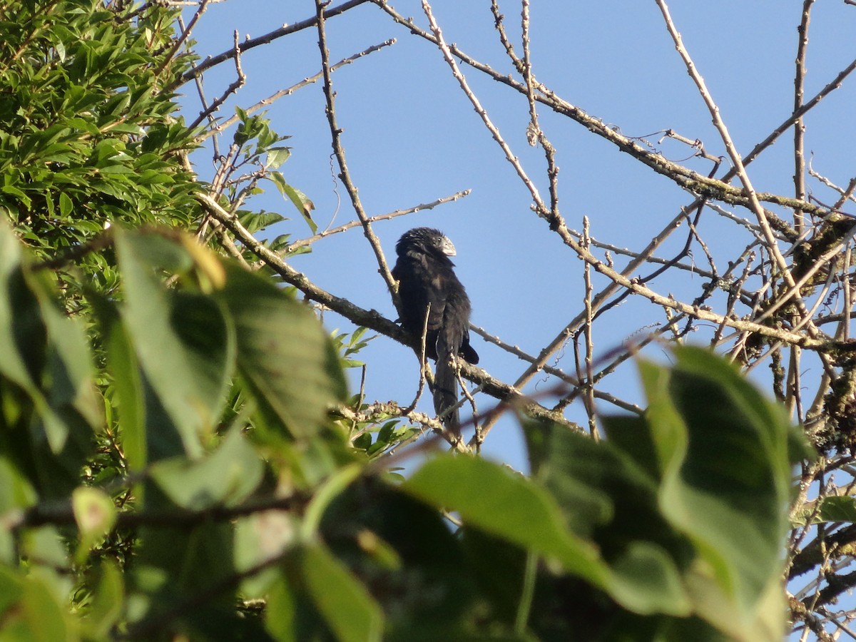 Smooth-billed Ani - ML629007072