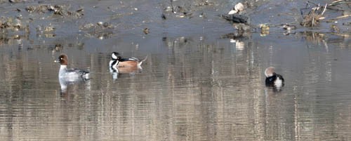 Hooded Merganser - ML629007107