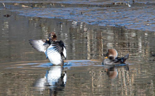 Hooded Merganser - ML629007108