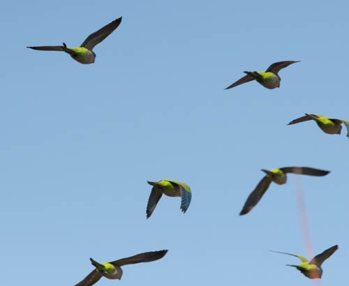 Monk Parakeet - ML629007212