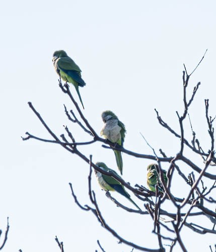 Monk Parakeet - ML629007213