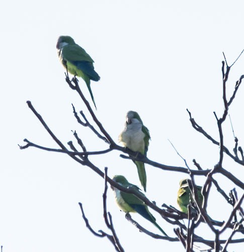 Monk Parakeet - ML629007214
