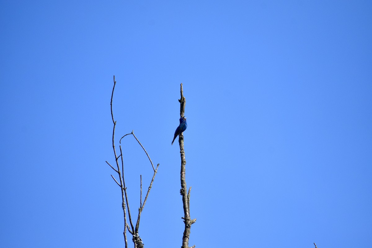 Indigo Bunting - ML629007387