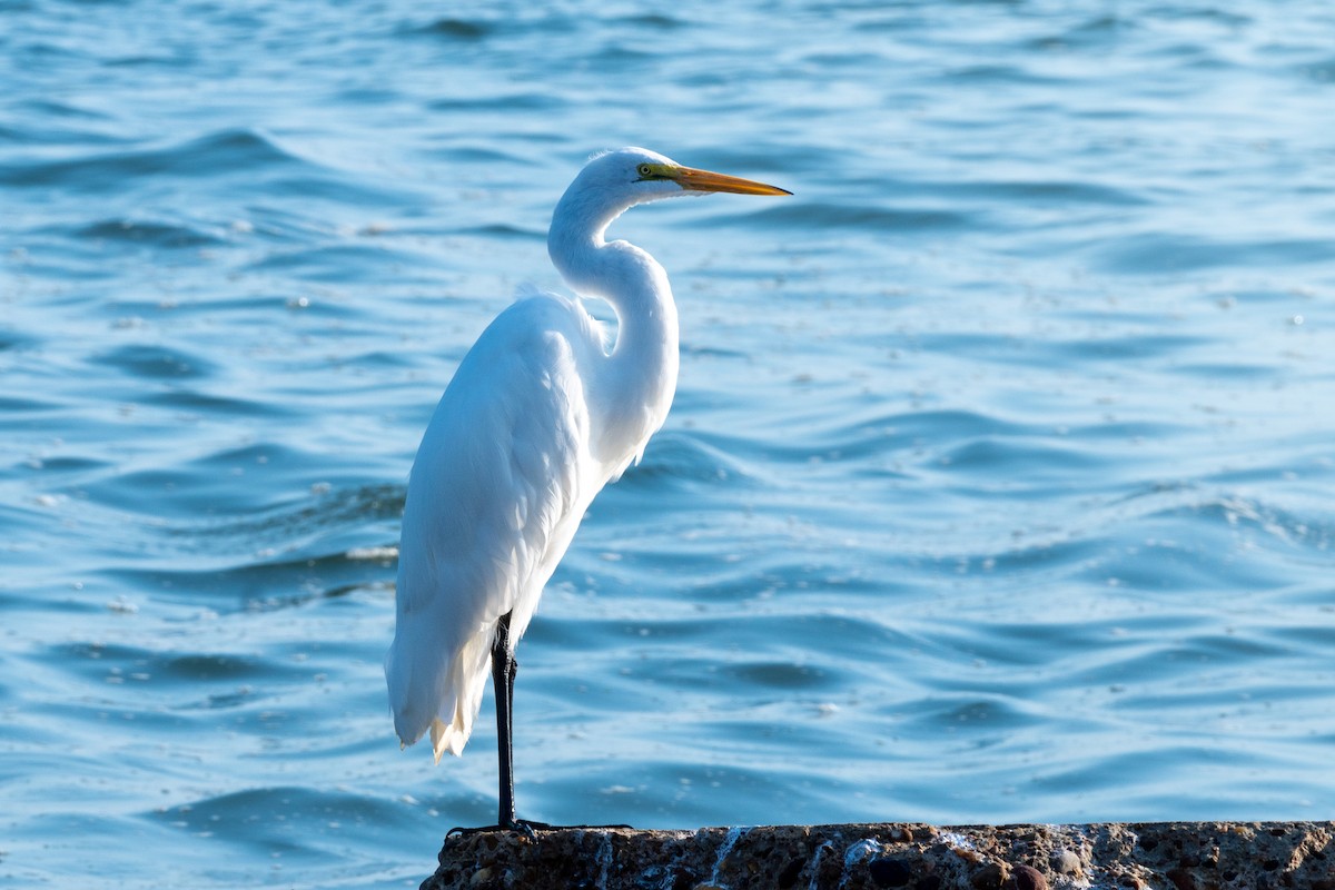 Grande Aigrette - ML629007391