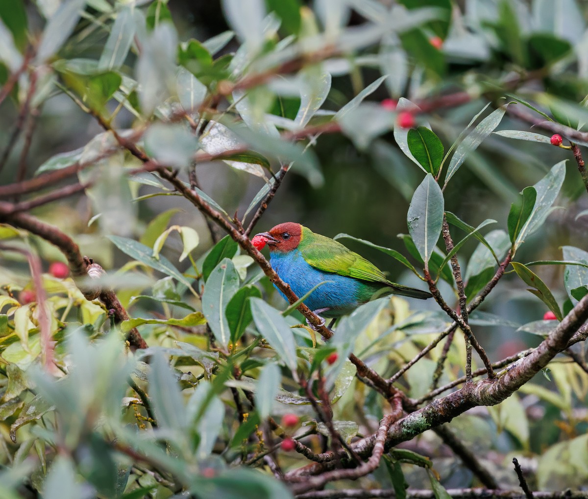 ML629007466 - Bay-headed Tanager - Macaulay Library