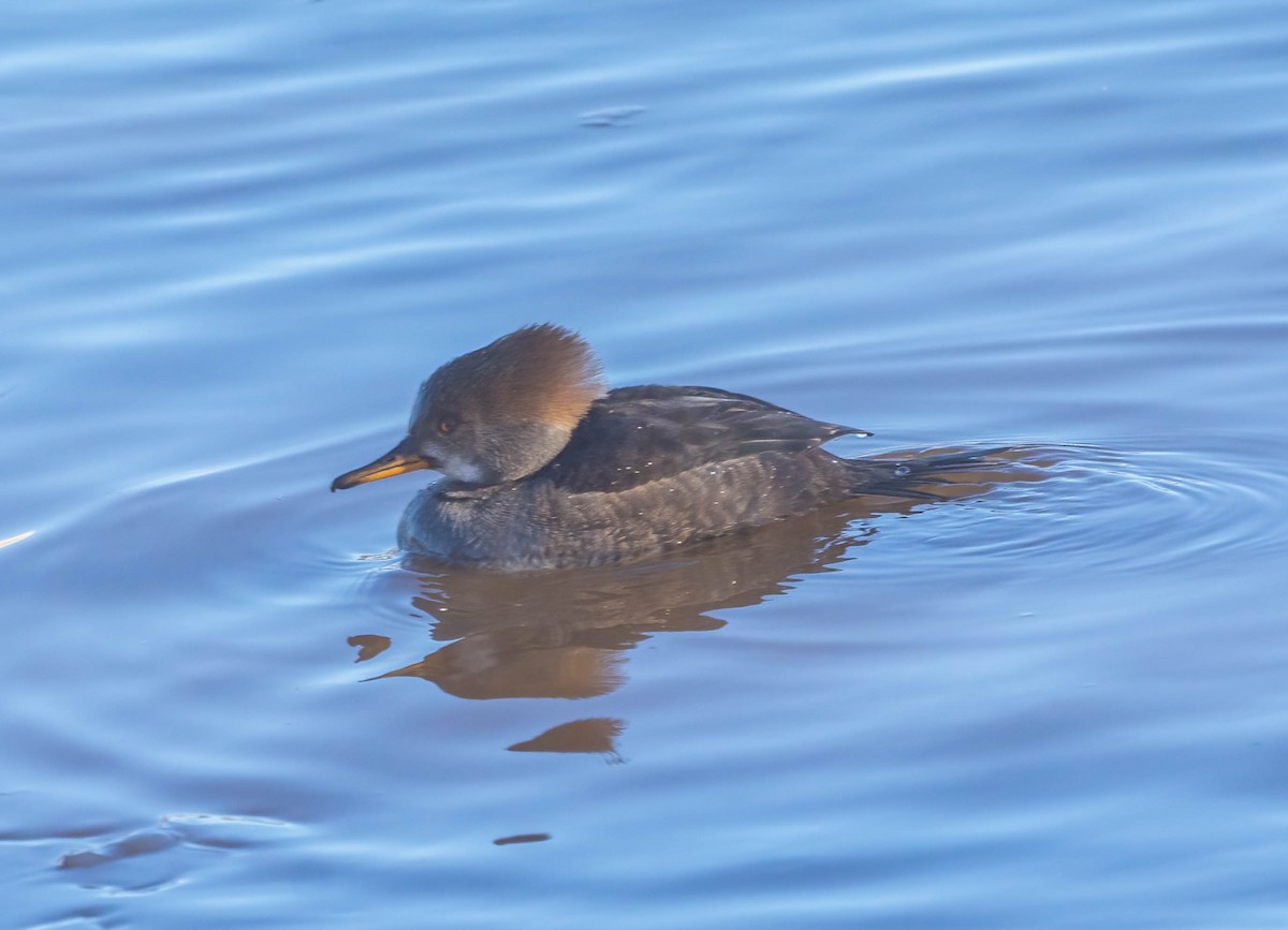 Zerra buruhandia - ML629007602