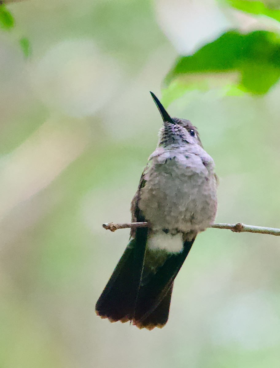 Colibrí Apagado - ML629007637