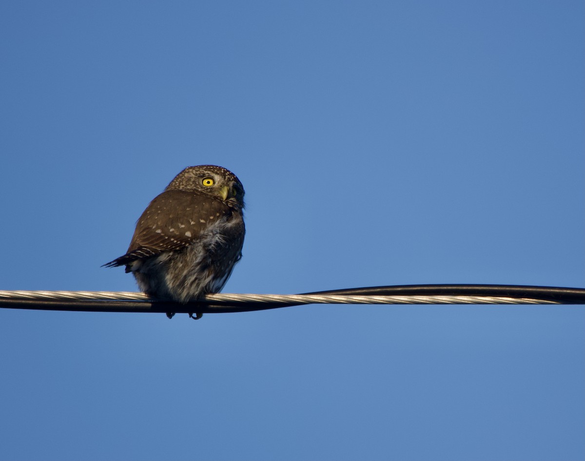 Northern Pygmy-Owl - ML629007760