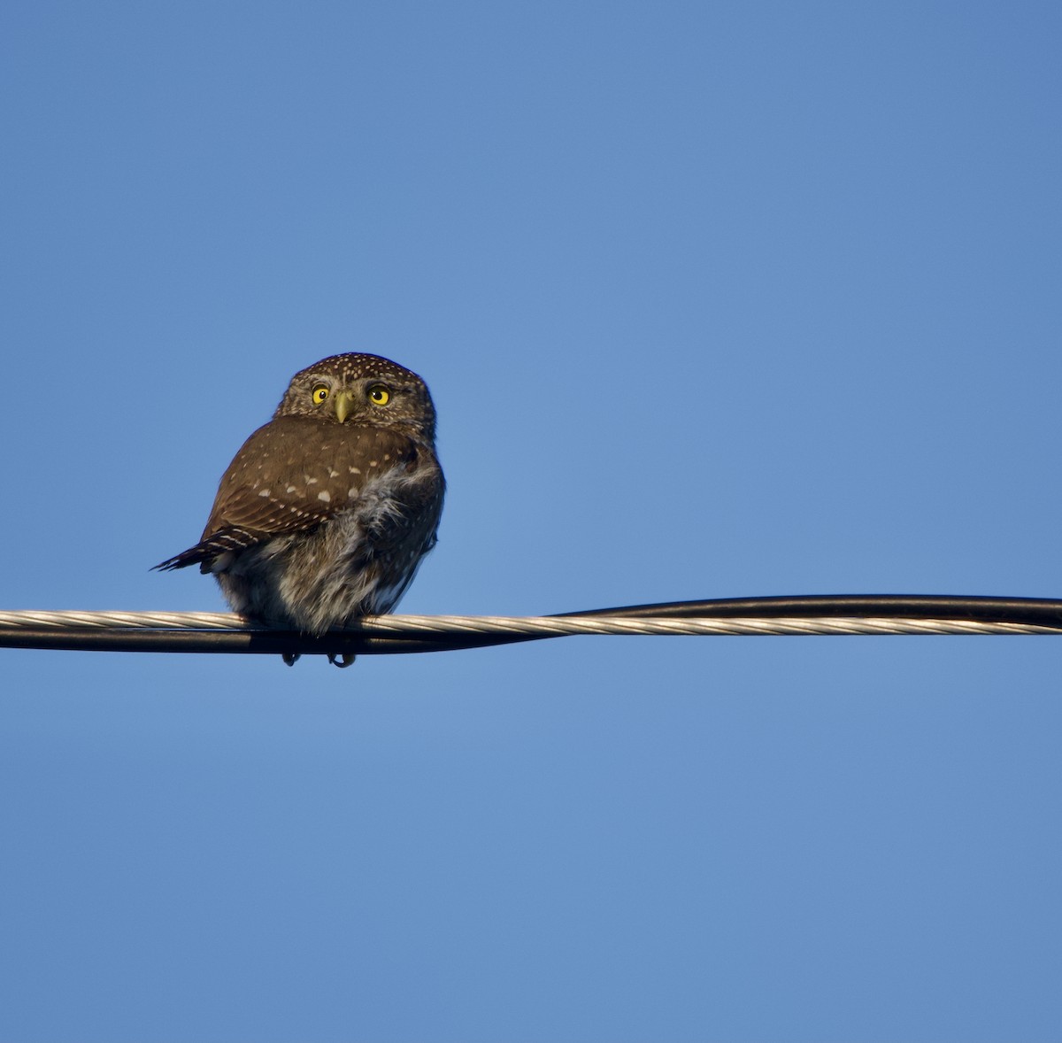 Northern Pygmy-Owl - ML629007788