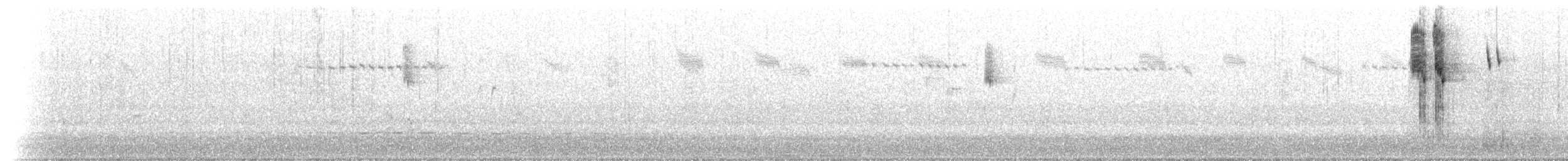 Splendid Fairywren - ML629007931