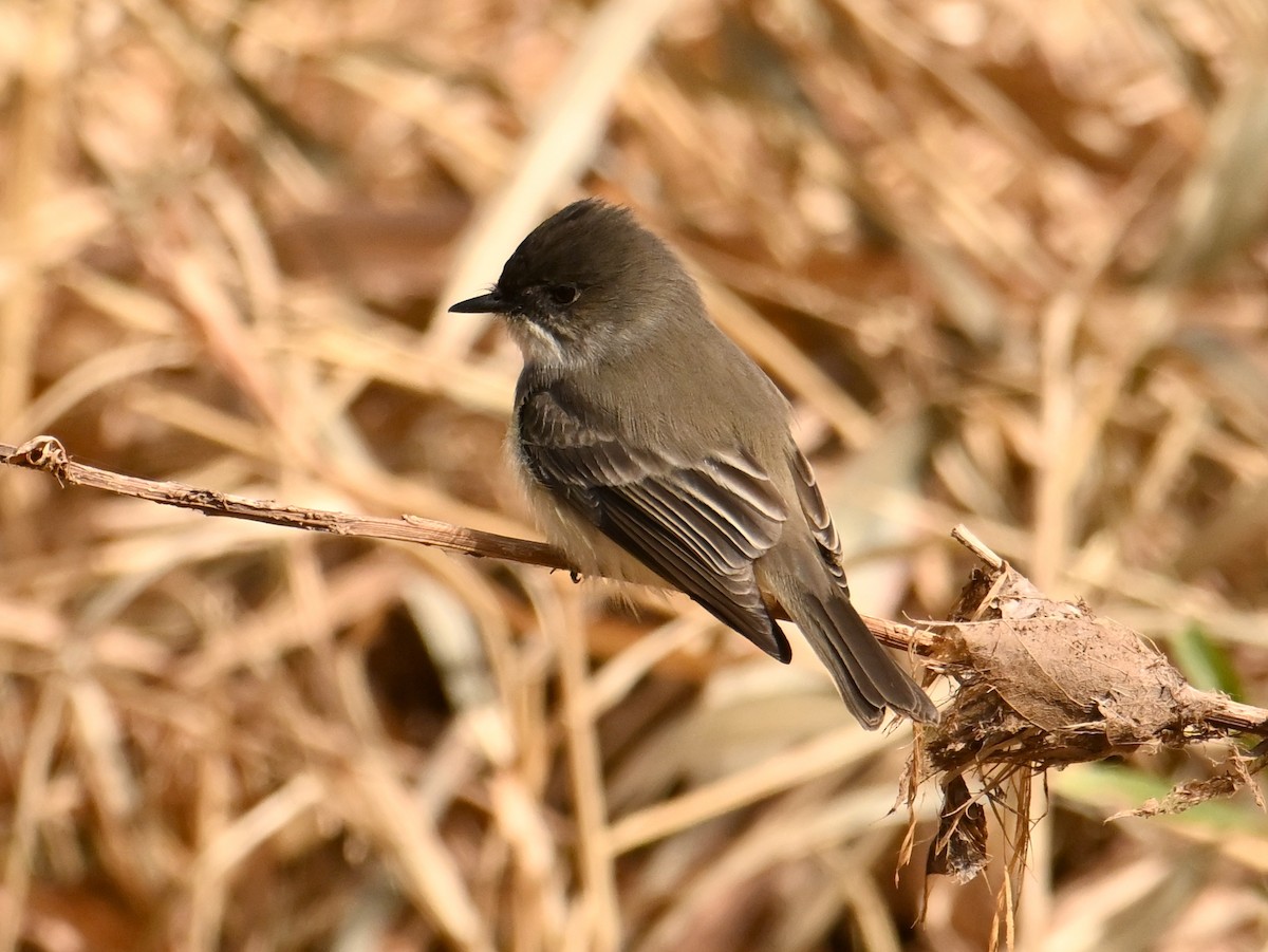 Moucherolle phébi - ML629007941