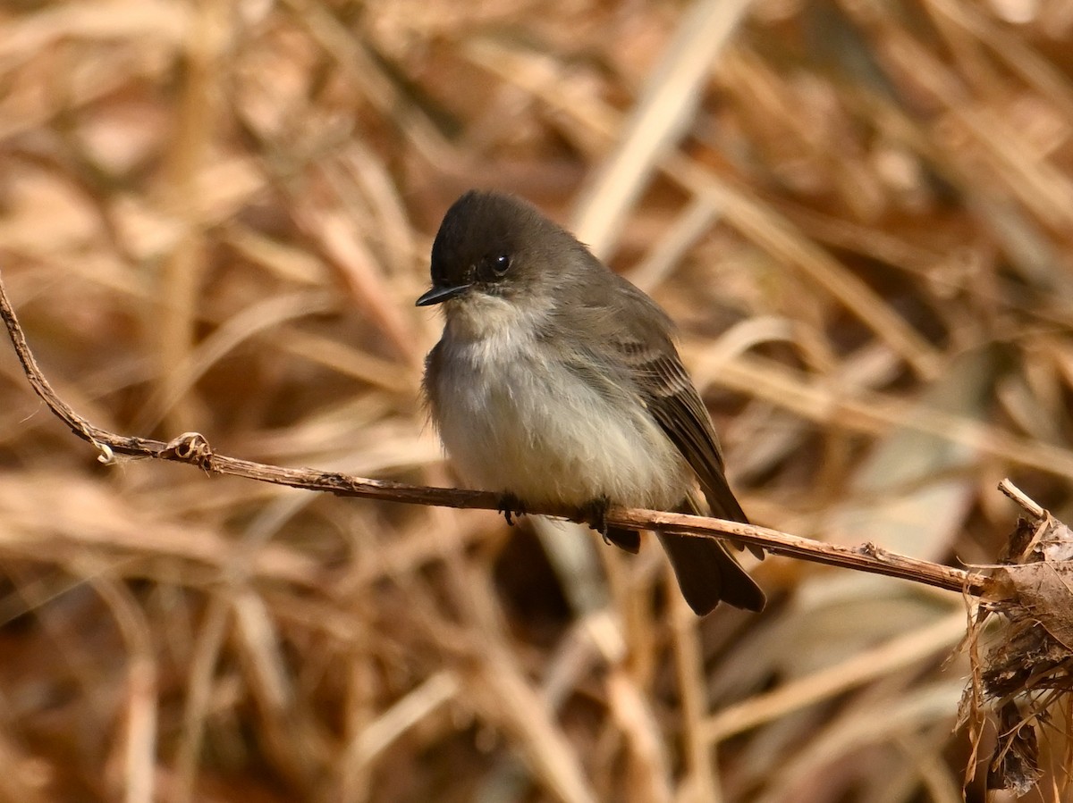 Moucherolle phébi - ML629007943