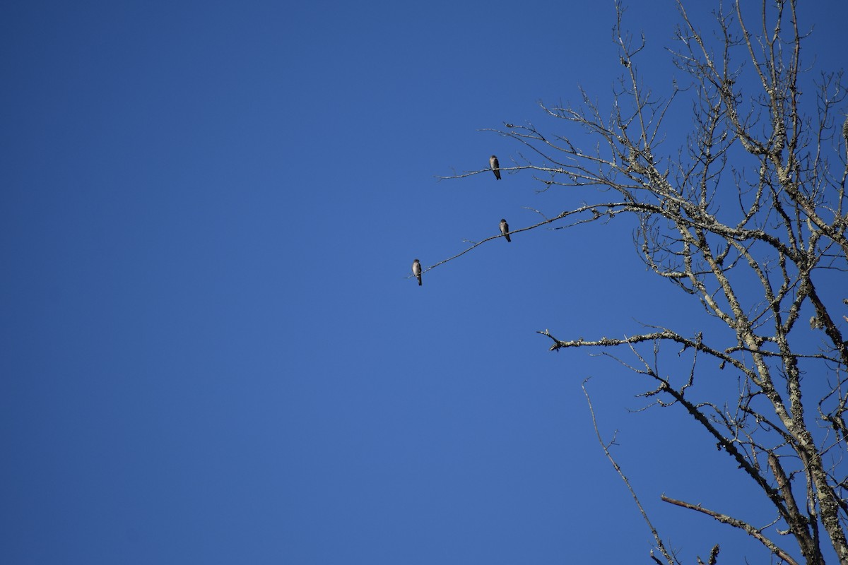 Northern Rough-winged Swallow - ML629007990