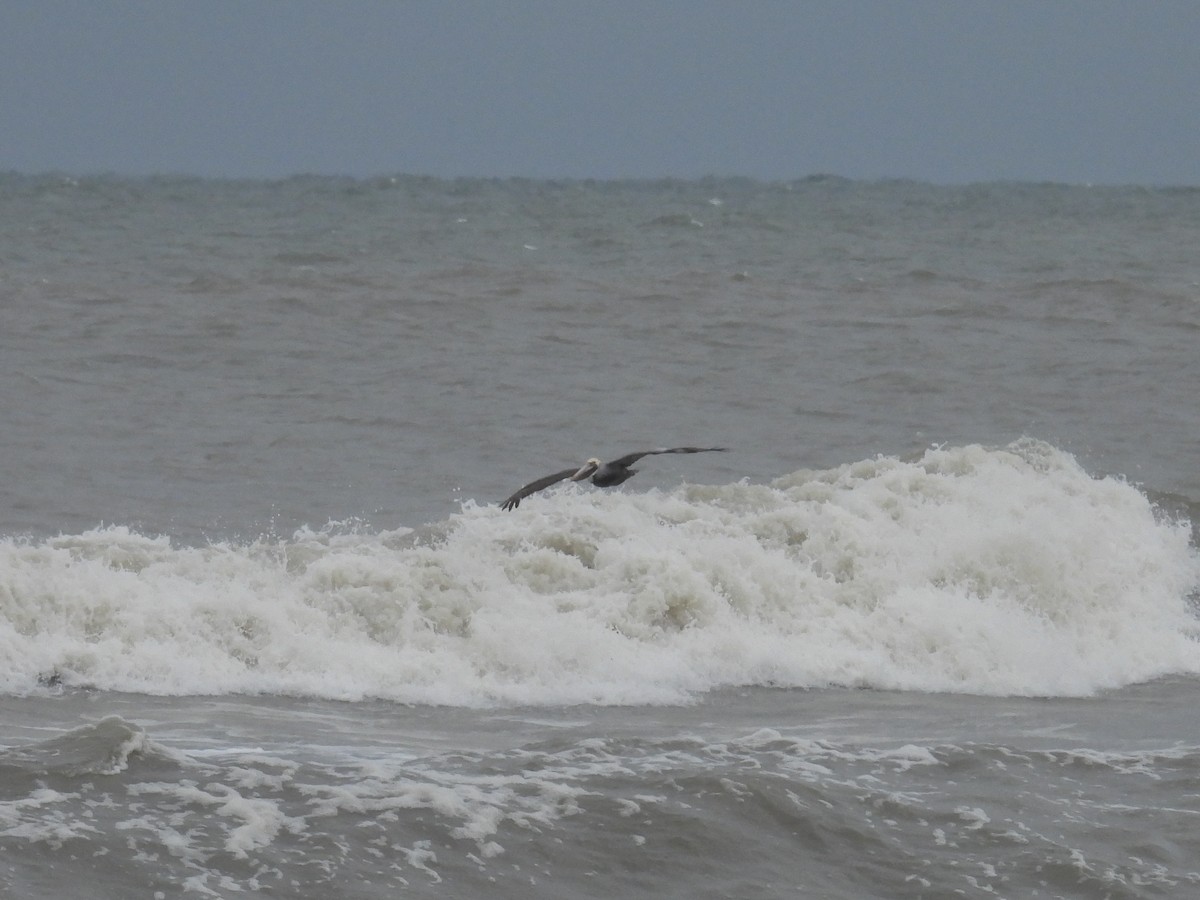 Brown Pelican - ML629008033