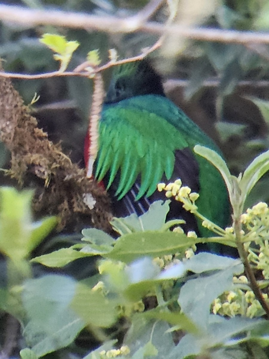 Resplendent Quetzal - ML629008108