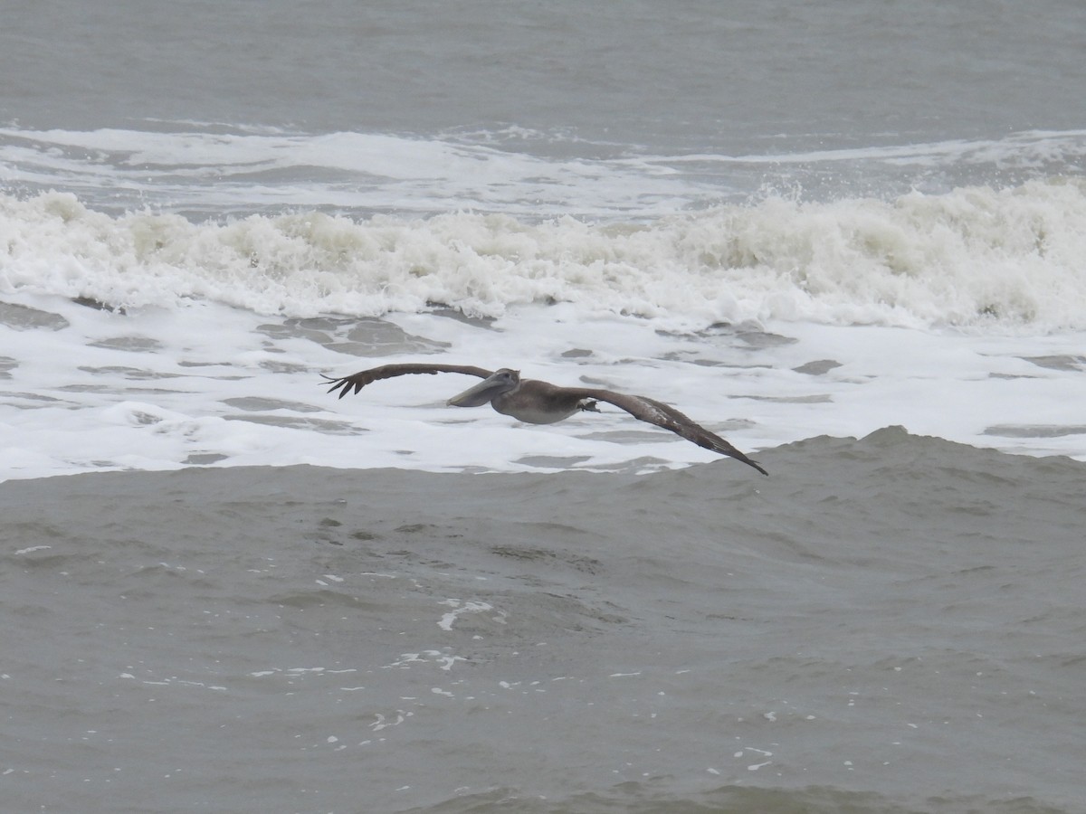 Brown Pelican - ML629008110