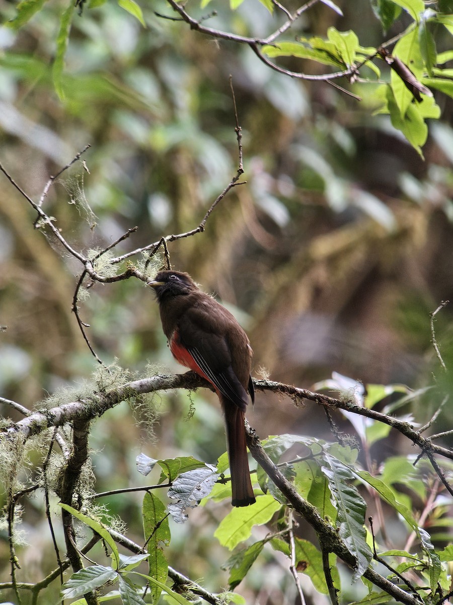 Collared Trogon - ML629008145