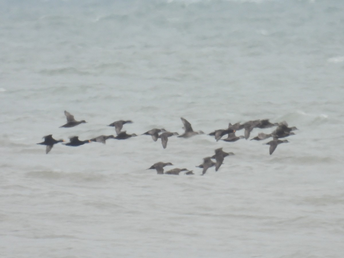 Black Scoter - ML629008159