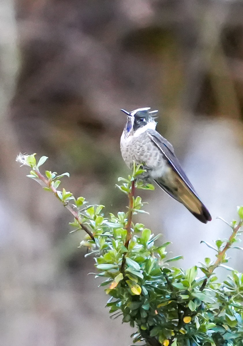 Blue-bearded Helmetcrest - ML629008197