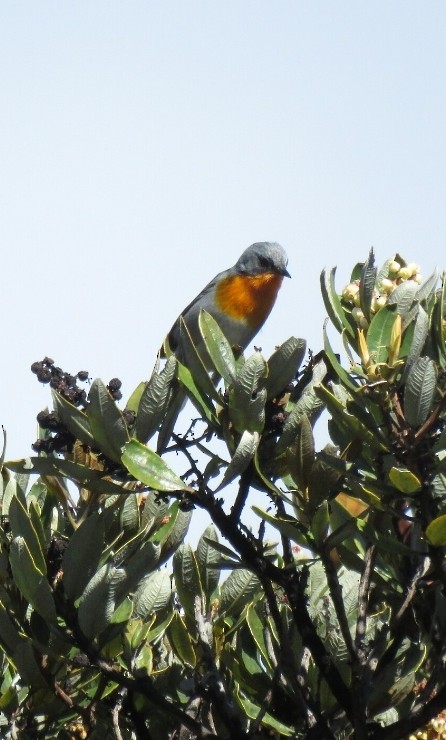 Flame-throated Warbler - ML629008279