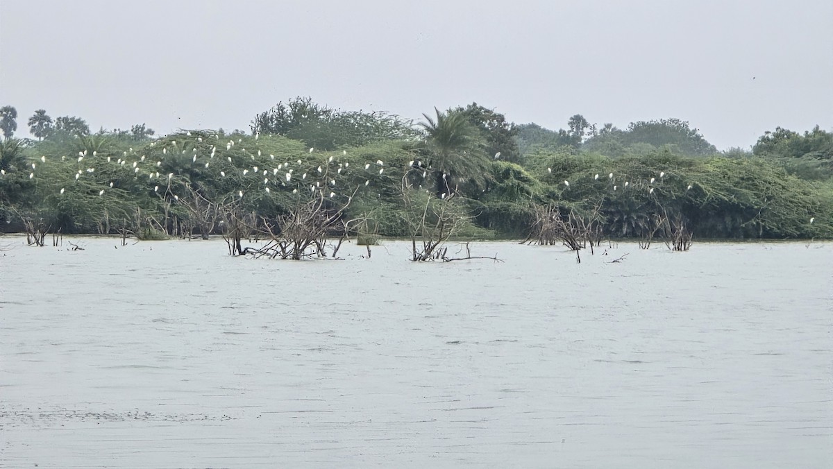 white egret sp. - ML629008351