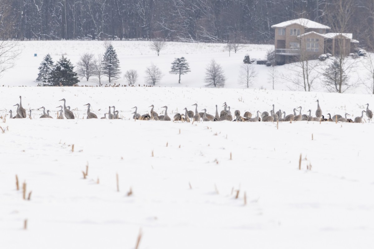 Sandhill Crane - Glenn Koppel