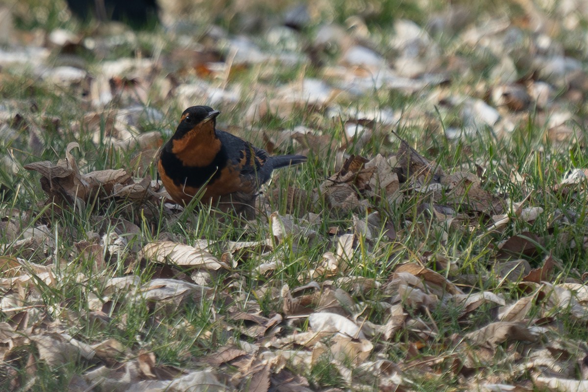 Varied Thrush - ML629008636
