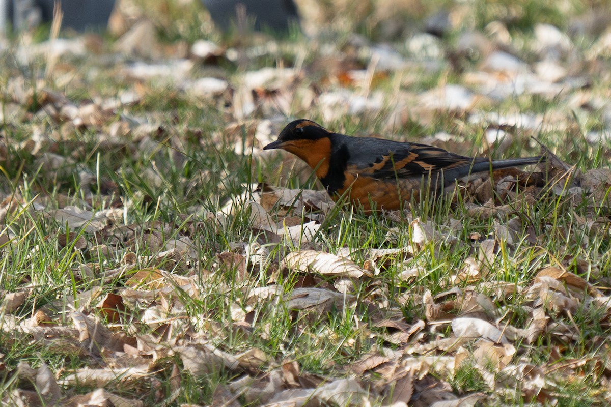 Varied Thrush - ML629008637