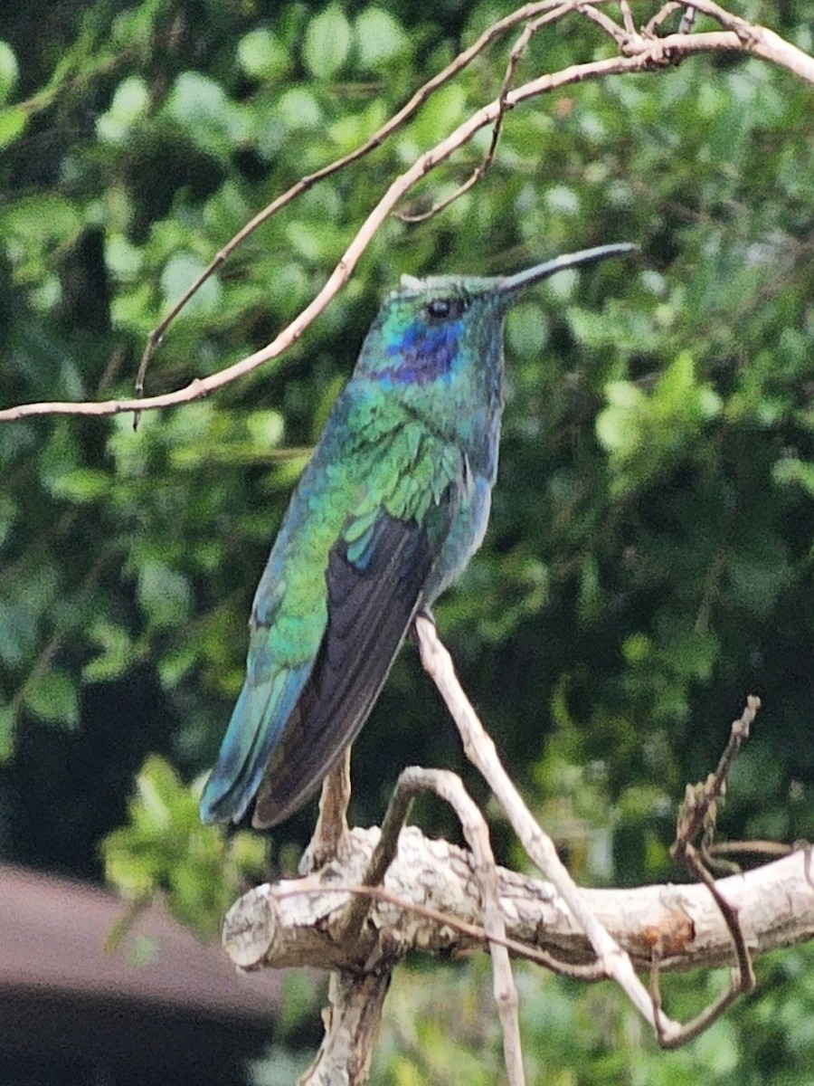 Lesser Violetear - ML629008703