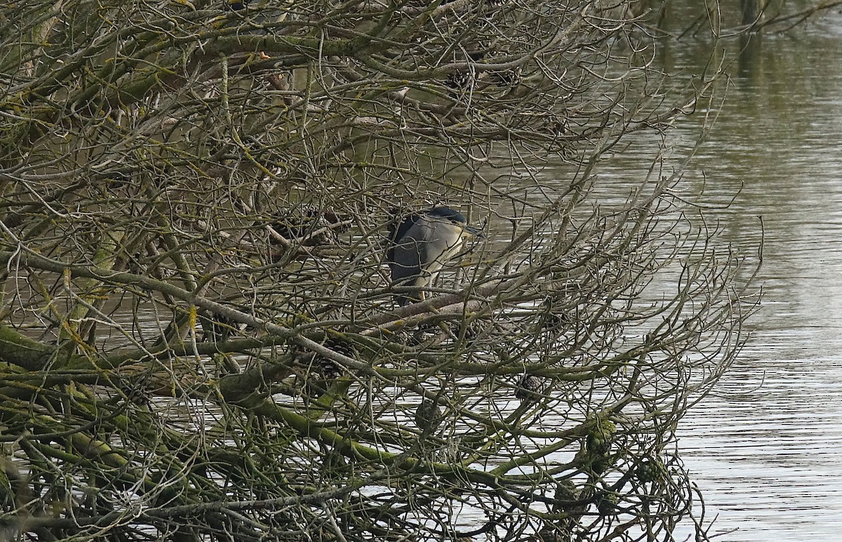 Nitticora - ML629008850