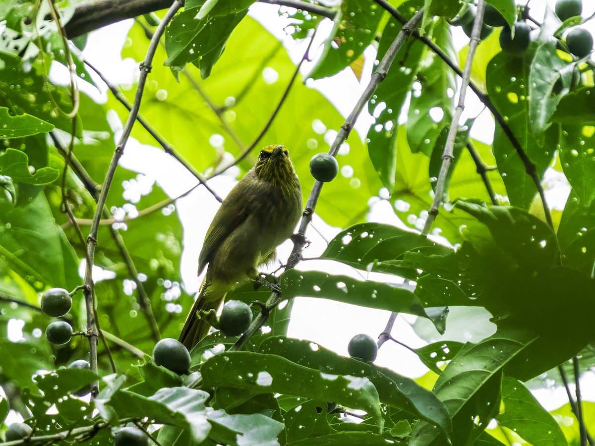 Stripe-throated Bulbul - ML629008864