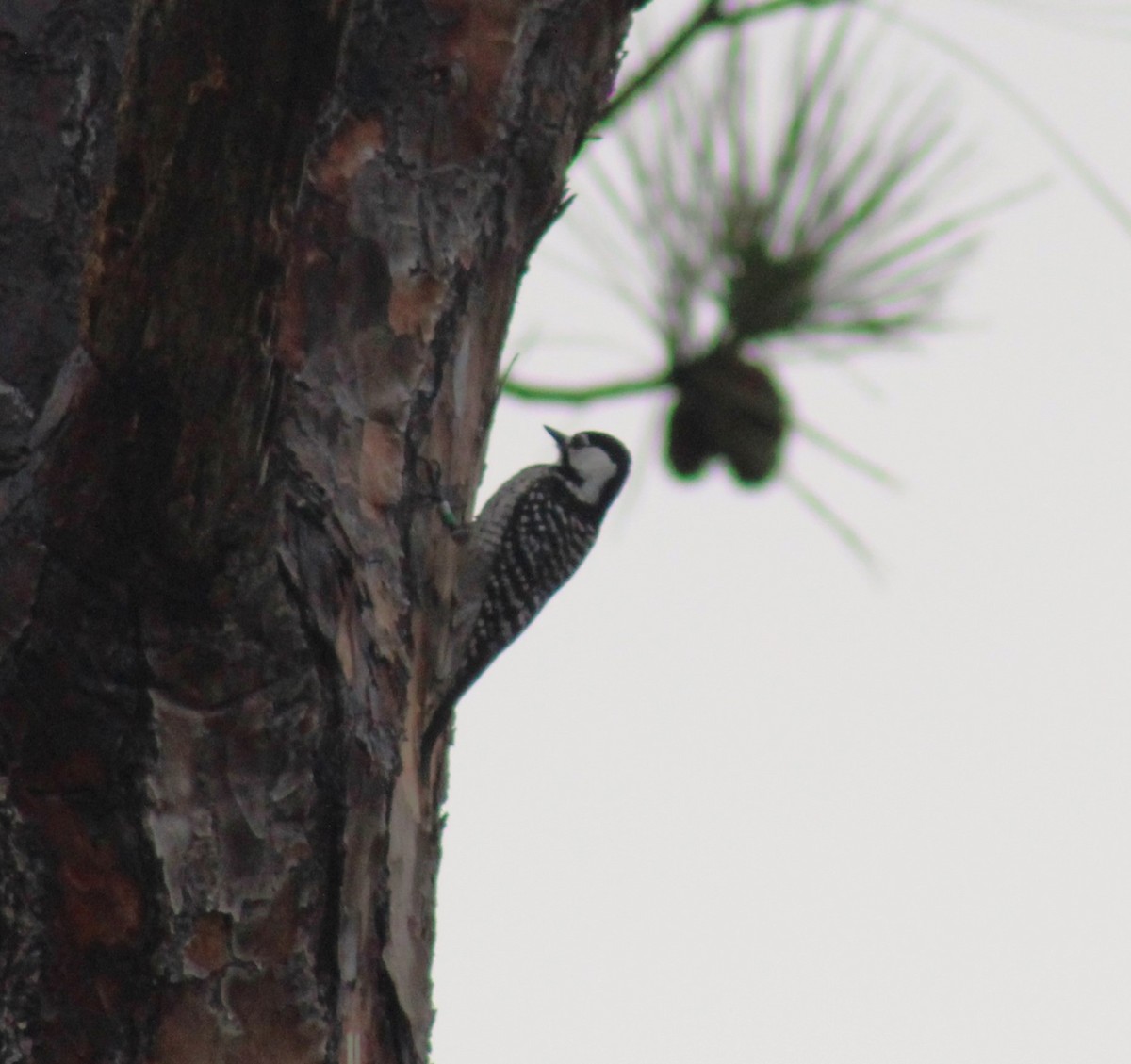 Red-cockaded Woodpecker - ML629008943