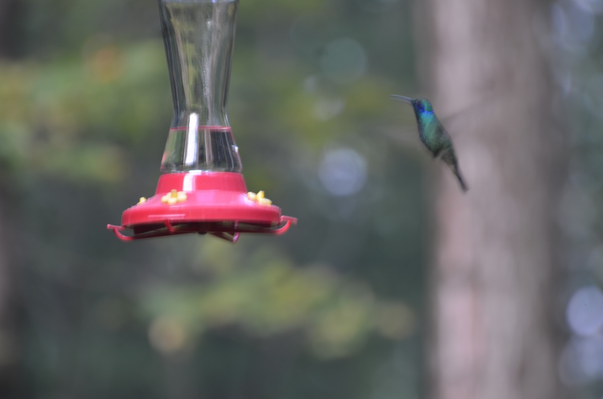 Mexican Violetear - ML629008962