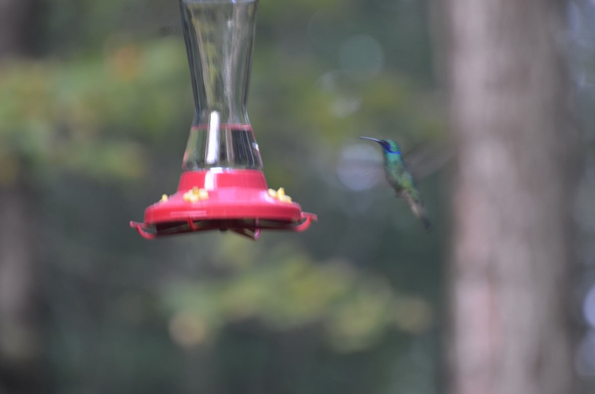 Mexican Violetear - ML629008963