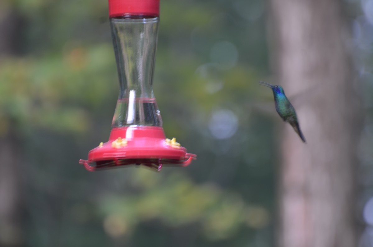 Mexican Violetear - ML629008964