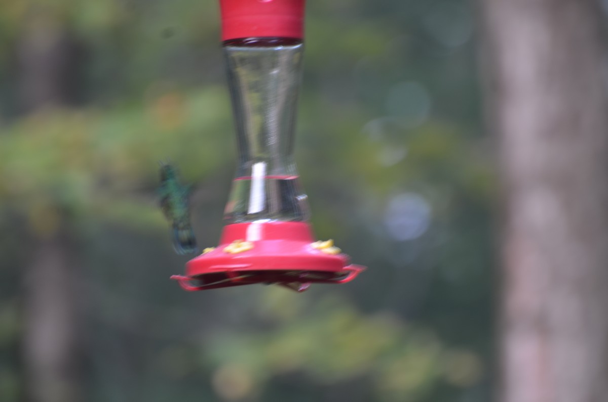 Mexican Violetear - ML629008965