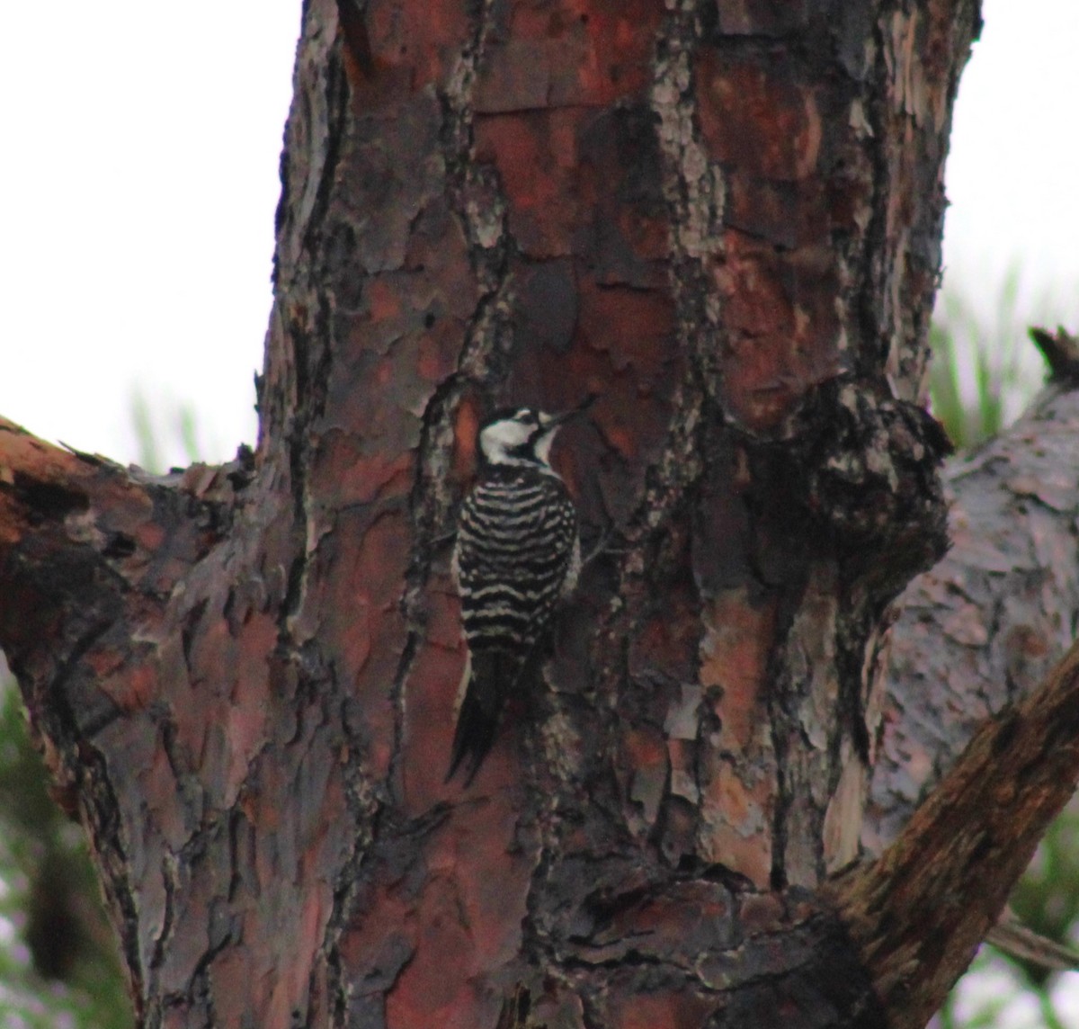 Red-cockaded Woodpecker - ML629008975