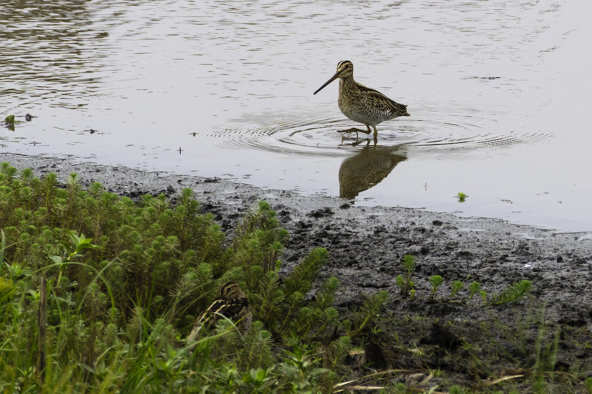 Latham's Snipe - ML629008994