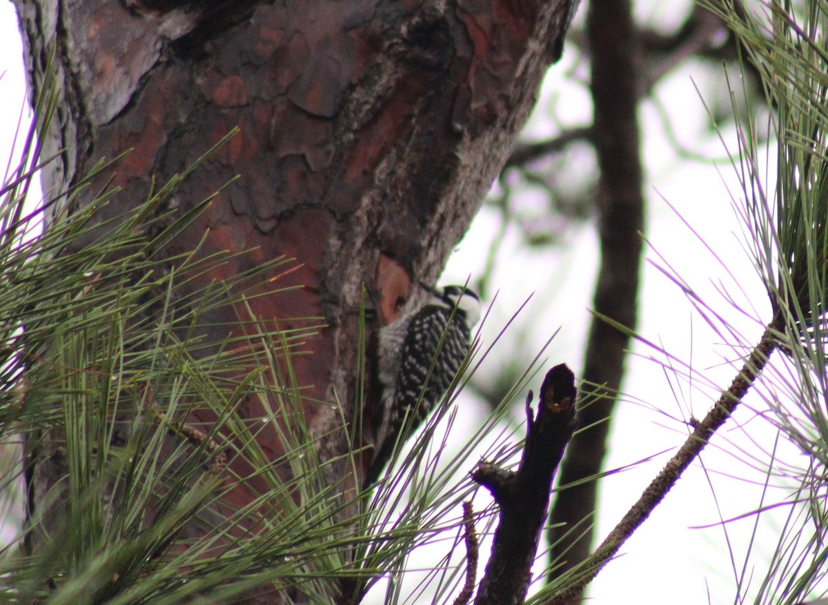 Red-cockaded Woodpecker - ML629009007