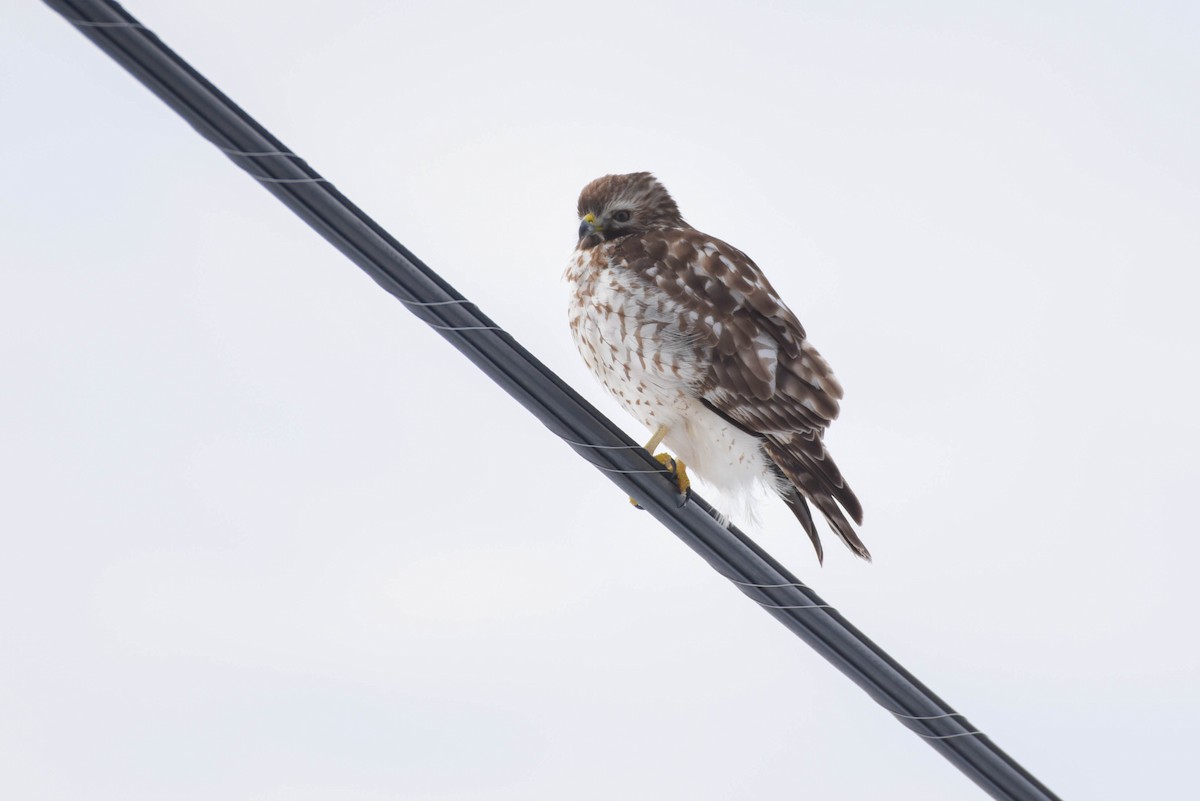 Red-shouldered Hawk - ML629009023