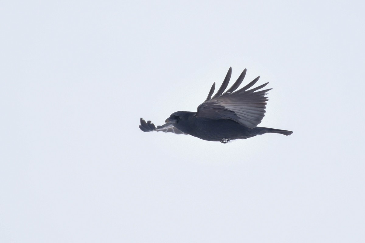 American Crow - ML629009027