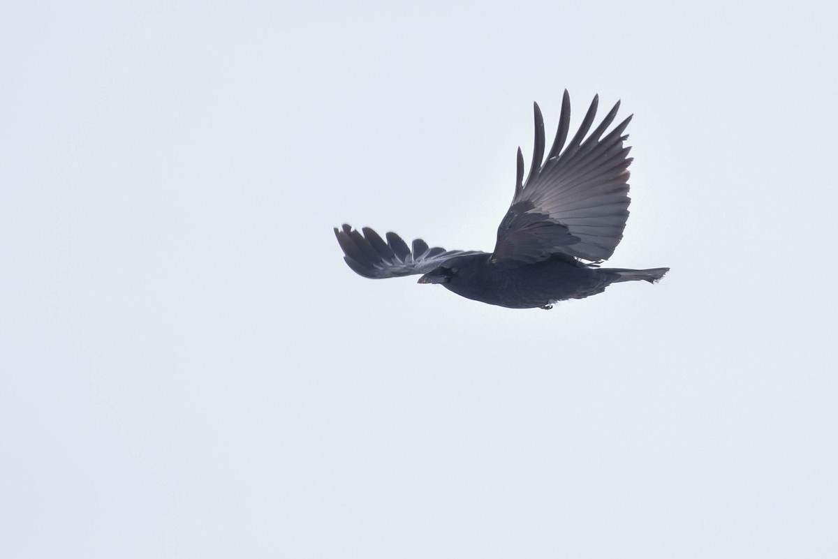 American Crow - ML629009028