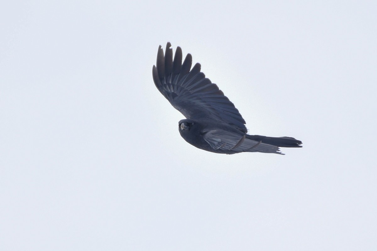 American Crow - ML629009029