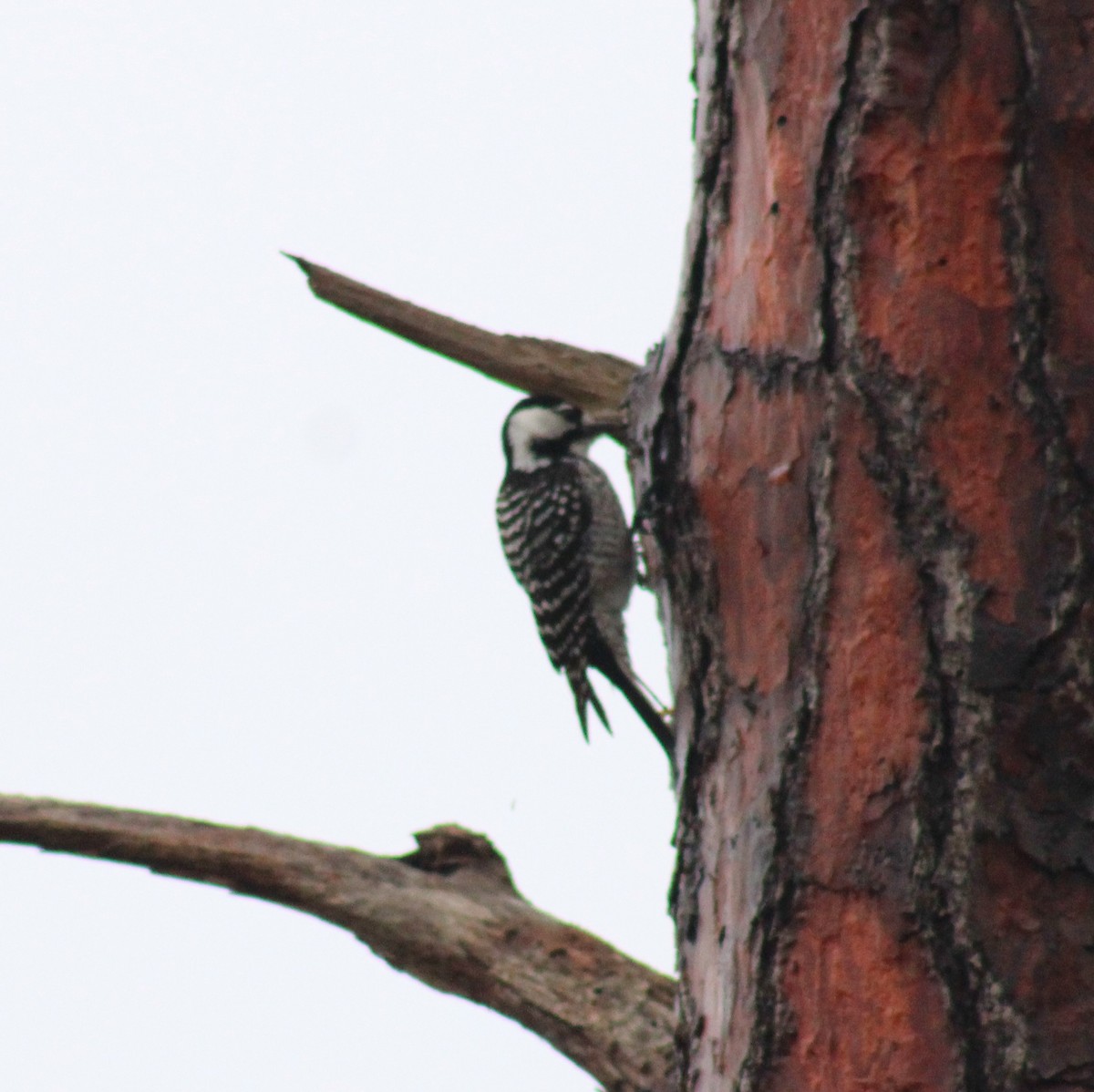 Red-cockaded Woodpecker - ML629009030